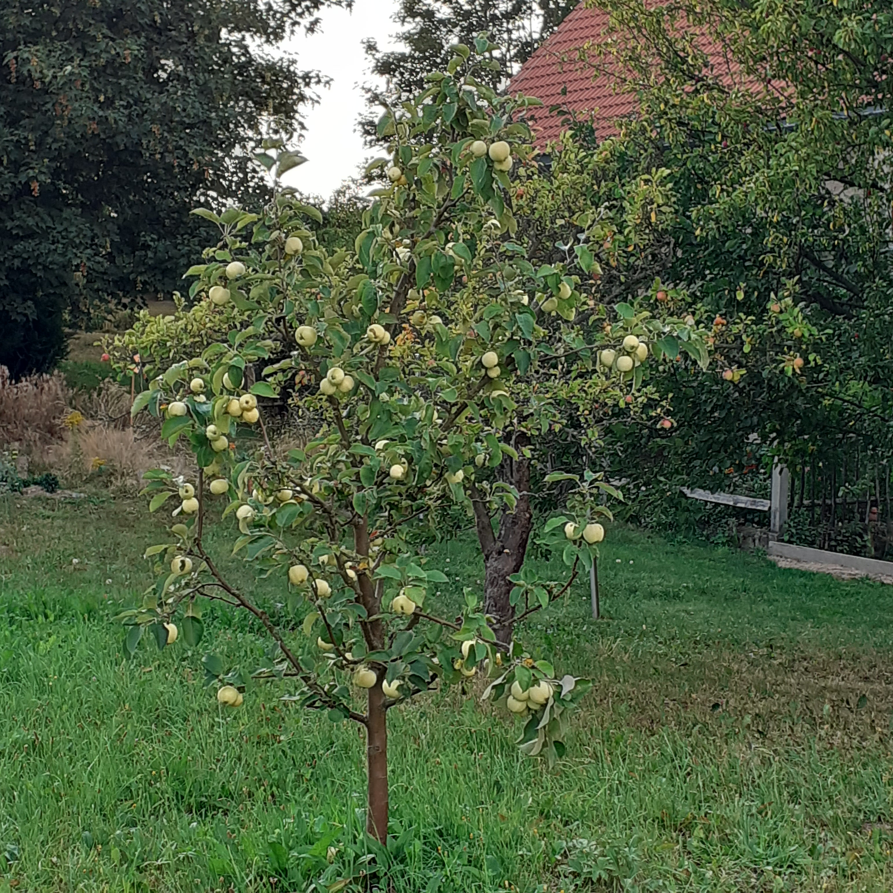 Ein Baum voller Augustäpfel